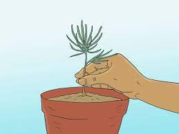 The most preferred soil for pine, however, is acidic and calcareous type. 3 Ways To Grow Pine Trees Wikihow