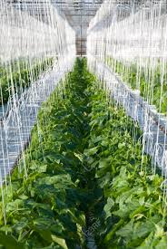 Cucumbers are an everyday you don't want to end up with cucumber yellow inside or worm holes. A Shot Of Cucumber Plants Growing Inside A Greenhouse Stock Photo Picture And Royalty Free Image Image 20708231