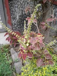 Image result for Coleus lasianthus