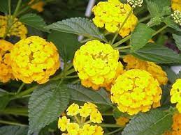 Georgia Gold Medal Plant Program State Botanical Garden Of Georgia Lantana Plants Lantana Plant