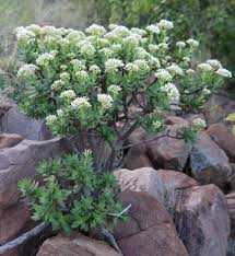 Image result for Crassula sarcocaulis
