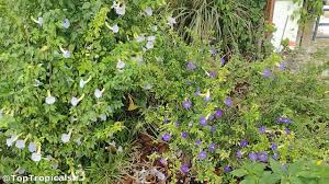 Image result for Thunbergia erecta