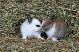 We did not find results for: Domestic Rabbits Two Baby Bunnies Together In Hay Stock Photo Picture And Royalty Free Image Image 67068381