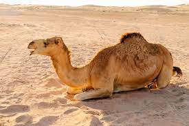 A camel is a horse designed by committee, and the m.t.a. Gel Layer Inspired By Camel Fur Could Keep Food And Medicines Cool New Scientist