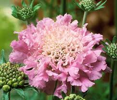 Image result for Scabiosa columbaria