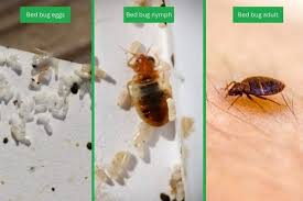 Image result for bed bugs eggs