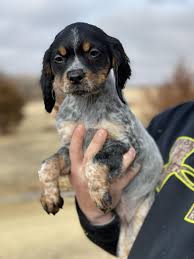 The brittany spaniel originated in france sometime between the 17th and 19th centuries. French Brittany Epagneul Breton Puppies