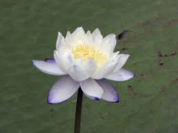 Image result for Nymphaea