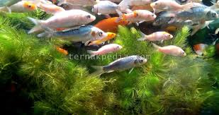 Ikan Hias Yang Tidak Terkena Sinar Matahari Menjadi Cepat Mati Ternakpedia