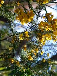 Buy australian native plants, flowers, trees, grasses & shrubs for sale from online plants melbourne. More Yellow Flowers Bloom In The Australian Bush Margaret Lynette Sharp
