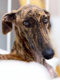 Spanish Galgo Galgo Mascotas Fotografia De Perro