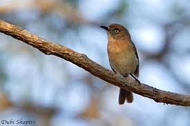 Image result for Newtonia