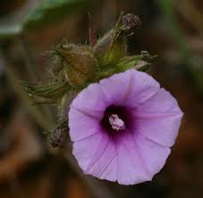 Image result for Ipomoea wightii