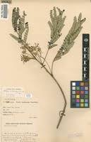 Image result for Albizia adianthifolia × gummifera