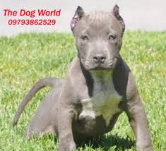 American Pitbull Muscular For Sale Pune Anand Nagar Mumbai Indie Pups Given For Adoption Sold Illegally As In 2020 Pitbulls Pitbull Dog Puppy Pitbull Puppies For Sale