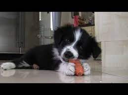 Welcome Home Ruby Border Collie Puppy Snuggles Collie