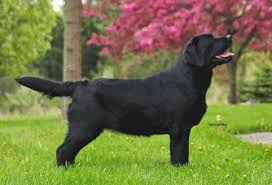 Maybe you would like to learn more about one of these? Cherryacre Labradors