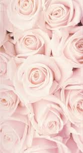 Pink Roses Wallpaper Roses In 2020 Best Flower Wallpaper White Roses Wallpaper Flower Wallpaper