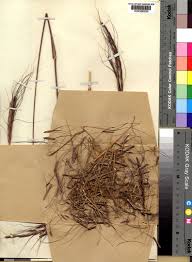 Image result for Urelytrum