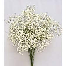 We did not find results for: Baby S Breath