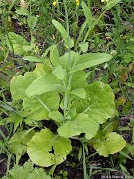 Image result for Brassica rapa