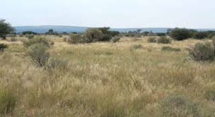 Image result for Panicum kalaharense