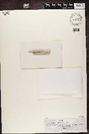 Image result for Acanthus mayaccanus