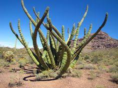 24 cactus feeders jobs including salaries, ratings, and reviews, posted by cactus feeders employees. 21 Monster Maddness Ideas Plants Succulents Cactus And Succulents