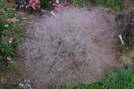 Image result for Eragrostis moggii