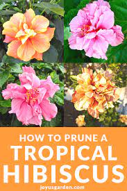 Check spelling or type a new query. How To Aesthetically Prune A Tropical Hibiscus In Spring