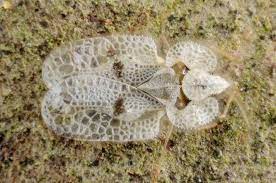 Tigrul platanului (corythucha ciliată), o insectă minusculă, o musculiță cu dimensiunea de până la 3 milimetri, invadează marile orașe din europa, în această vară. Cum SÄƒ Te FereÈ™ti De Tigrul De Platan Exquis