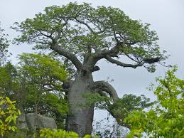 Image result for Adansonia digitata