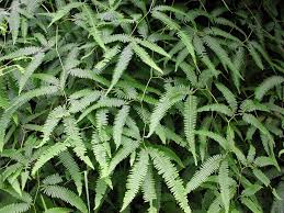 Image result for Gleicheniaceae