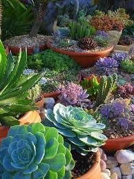 Succulent Garden Such Stunning Colour Succulent Garden Design Succulents Plants