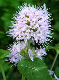 Image result for Mentha aquatica