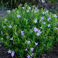 Image result for Ruellia praetermissa