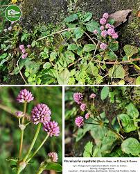 Image result for Buchnera capitata