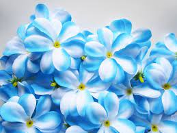Am selectat manual toate fotografiile, pentru a ne asigura. Free Download Beautiful Blue Flowers Wallpapers Hd Poze Cu Flori Rosii Imagini 1066x800 For Your Desktop Mobile Tablet Explore 47 Flori Wallpaper Flori Wallpaper
