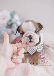 We do accept advance deposits to reserve pups ! English Bulldog Puppies For Sale By Teacups Puppies Boutique Teacup Puppies Boutique