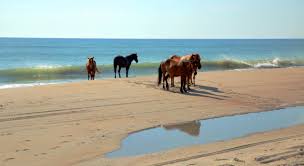 Granted, among the beaches on the east coast, the outer banks. Outer Banks Ein Kleines Stuck Himmel Auf Erden Visit The Usa