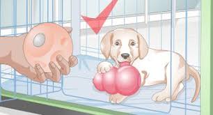 Can you use baby shampoo on a dog quick answer i my here s the barking royalty dogs wag is safe to dogington post by mishakonyuk98 issuu what need know for yes or no herepup bathing with it good idea simply can. 3 Ways To Bathe A Newborn Puppy Wikihow