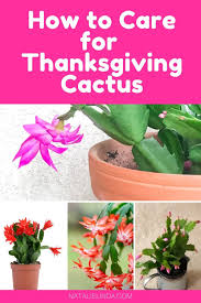 Keep in mind that cacti and succulents are able to withstand drought better than wet soil. How To Care For Holiday Cactus Aka Christmas Thanksgiving And Easter Cactus Natalie Linda Thanksgiving Cactus Holiday Cactus Cactus Care