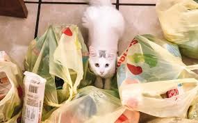 Check spelling or type a new query. Beyondplastic Net