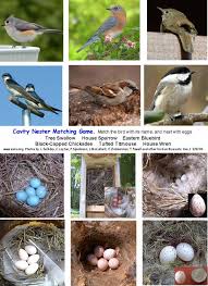 Different Types Of Birds With Their Nests Birdnest Jpg 1 090 1 500 Pixels Backyard Birds Oviparous Animals Bird Eggs