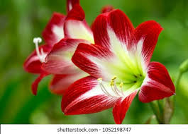 Image result for Amaryllidaceae