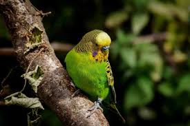 Well good luck and happy hunting with your wood choices. The 5 Best Perches For Budgies The Ultimate Guide Beak Craze