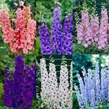 6 Pacific Giant Delphiniums Guardian Garden Centre Flowers Perennials Flowers Nature Delphinium