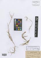 Image result for Cynodon incompletus