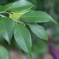 Image result for Tricalysia pallens