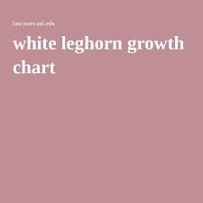 white leghorn growth chart white leghorn chicken leghorn